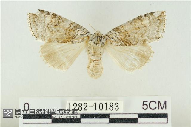 淡紅線波紋蛾藏品圖，第1張