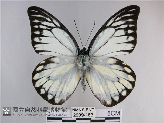 鋸粉蝶藏品圖，第1張