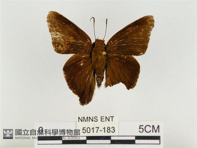 鐵色絨弄蝶藏品圖，第1張