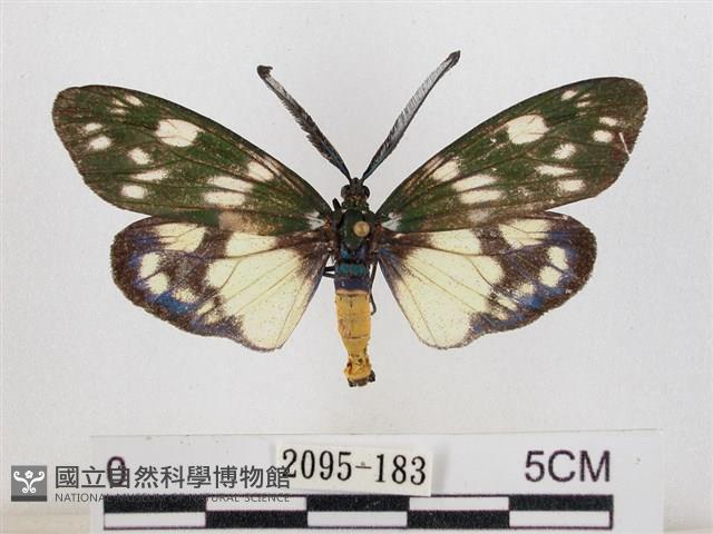 蓬萊茶斑蛾藏品圖，第1張