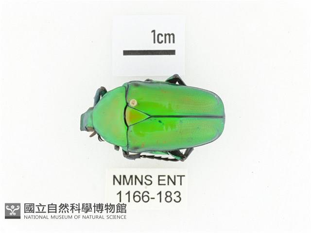 金艷騷金龜藏品圖，第1張
