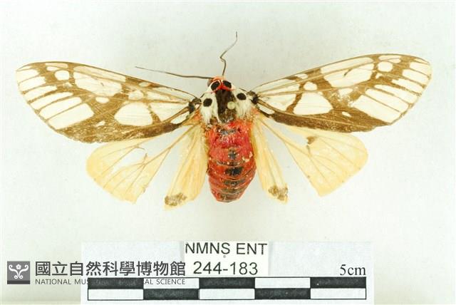 乳白斑燈蛾藏品圖，第1張