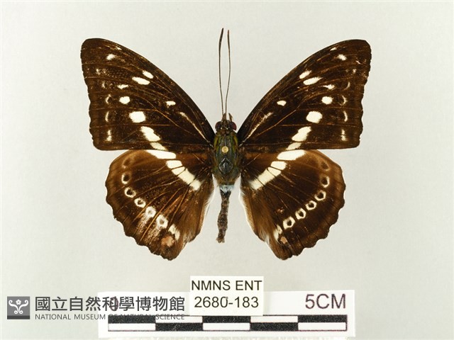 白圈線蛺蝶藏品圖，第1張