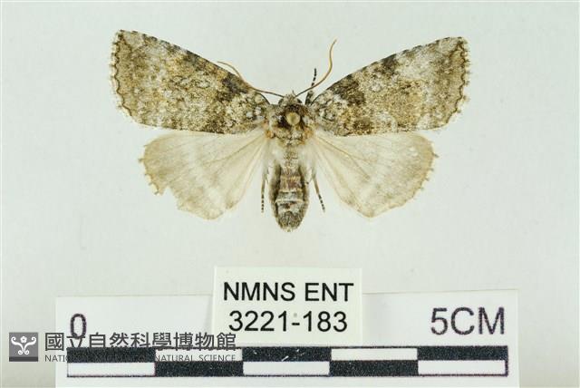 臺灣銀斑異波紋蛾藏品圖，第1張