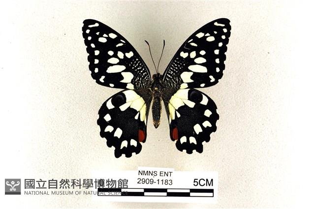 花鳳蝶、無尾鳳蝶藏品圖，第1張