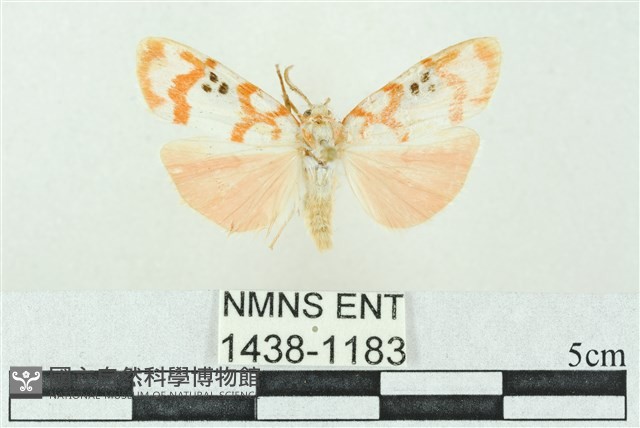 臺雪苔蛾藏品圖，第1張