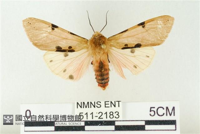 棍棒污燈蛾藏品圖，第1張