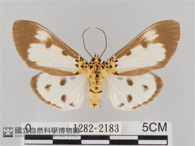長斑擬燈蛾藏品圖，第1張