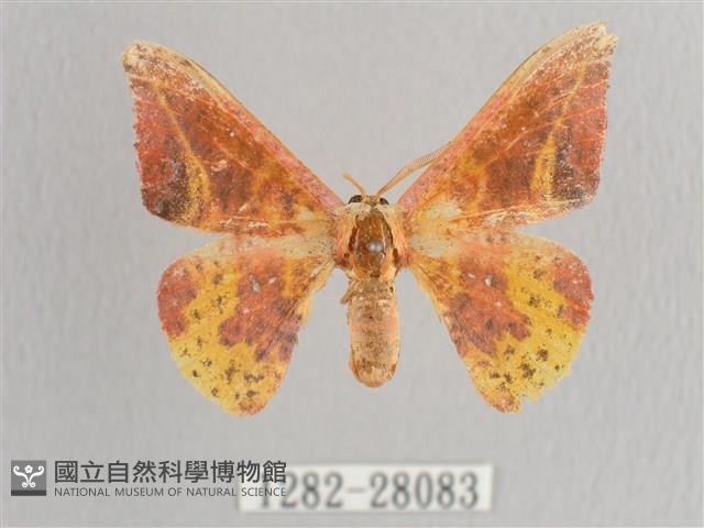 鉛斑帶鉤蛾藏品圖，第1張