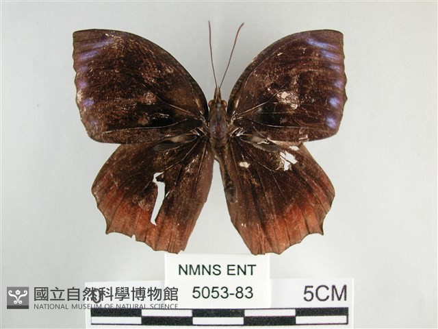 藍紋鋸眼蝶藏品圖，第1張