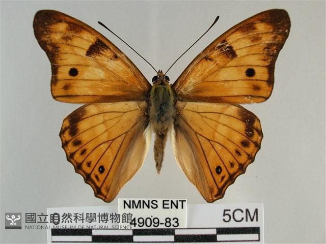 金鎧蛺蝶藏品圖，第1張