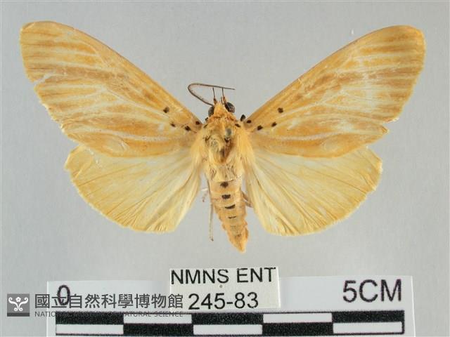 橙擬燈蛾藏品圖，第1張