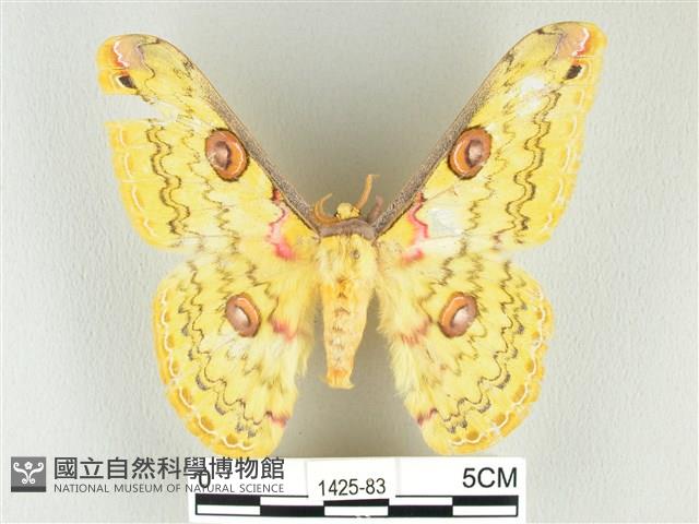 黃豹天蠶蛾藏品圖，第1張