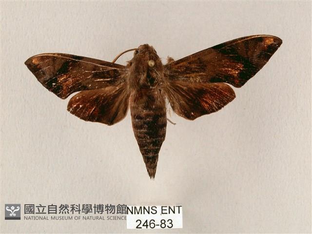 斜帶天蛾藏品圖，第1張