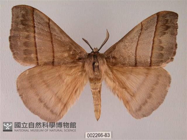 黑胸帶蛾藏品圖，第1張