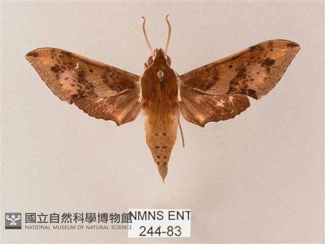 雙斑白肩天蛾藏品圖，第1張