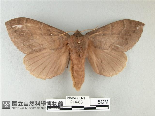 波紋枯葉蛾藏品圖，第1張