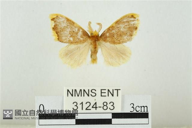 黑翅黃毒蛾藏品圖，第1張