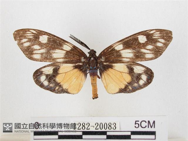 蓬萊茶斑蛾藏品圖，第1張