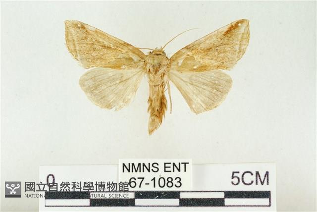印華波紋蛾藏品圖，第1張
