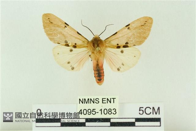 棍棒污燈蛾藏品圖，第1張