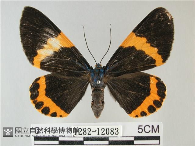 橙帶藍尺蛾藏品圖，第1張