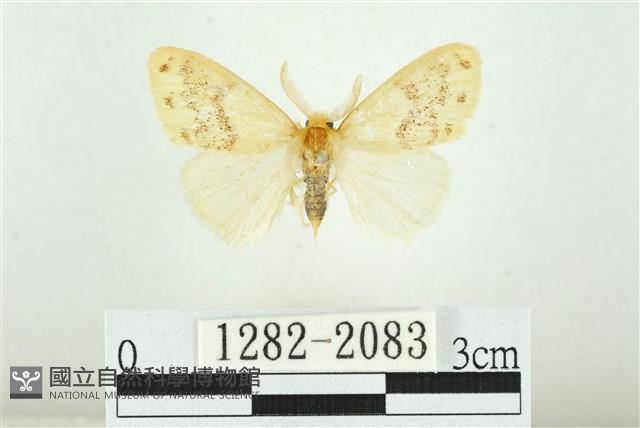 寬紋黃毒蛾藏品圖，第1張