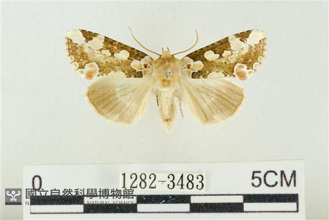 連珠波紋蛾藏品圖，第1張