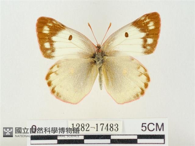 紋黃粉蝶藏品圖，第1張