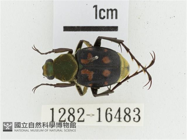 黃肩長腳花金龜藏品圖，第1張