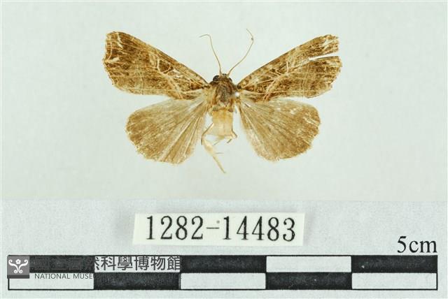 粉紅帶散紋夜蛾藏品圖，第1張