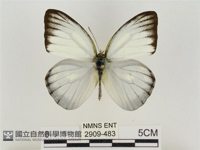 淡褐脈粉蝶藏品圖，第1張