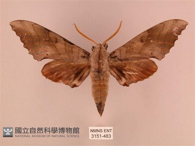 栗六點天蛾藏品圖，第1張