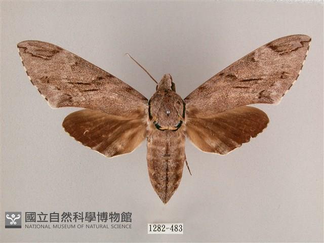 細斜紋霜天蛾藏品圖，第1張