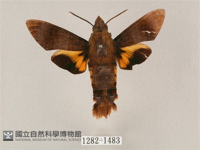 平帶長喙天蛾藏品圖，第1張