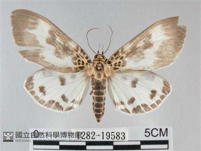 扭擬燈蛾藏品圖，第1張