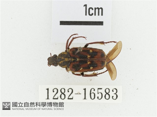 叉斑陷紋金龜藏品圖，第1張