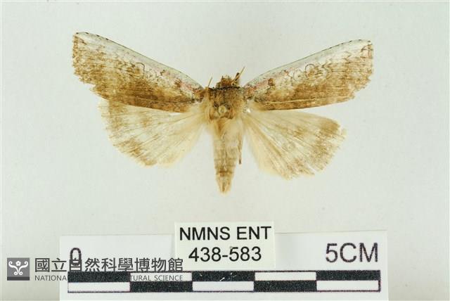 臺洒波紋蛾藏品圖，第1張