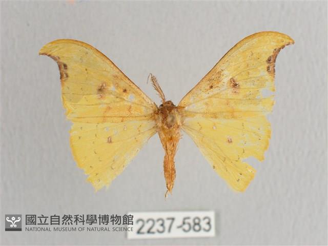 彎黑黃鉤蛾藏品圖，第1張