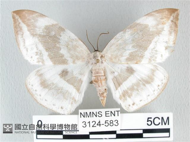 圓翅大鉤蛾藏品圖，第1張