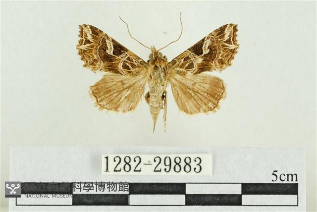 弧角散紋夜蛾藏品圖，第1張