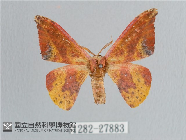 鉛斑帶鉤蛾藏品圖，第1張