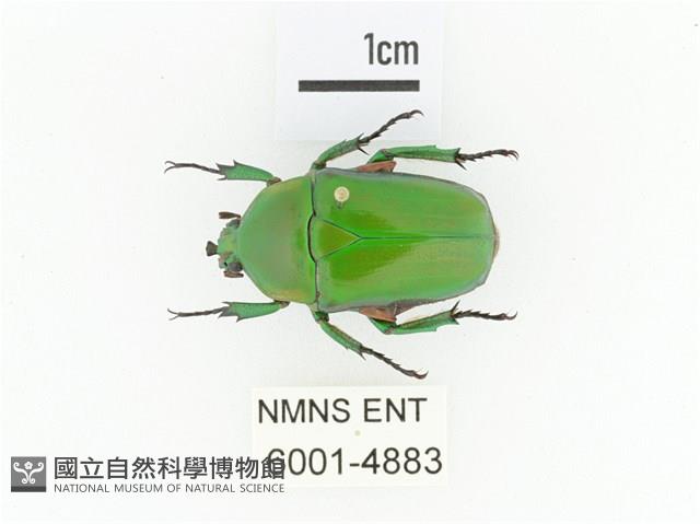 小扇角金龜藏品圖，第1張