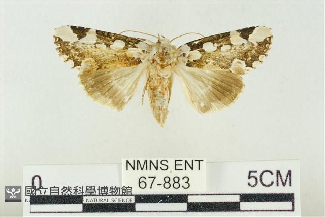 連珠波紋蛾藏品圖，第1張