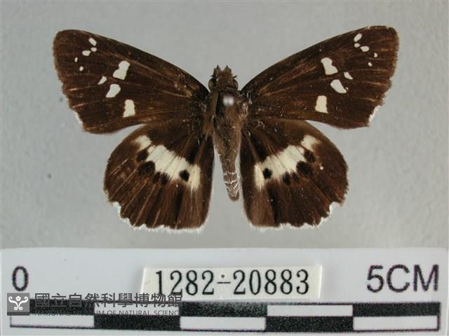 玉帶弄蝶藏品圖，第1張