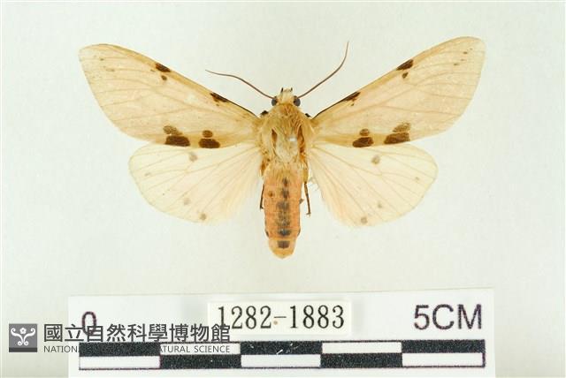 棍棒污燈蛾藏品圖，第1張