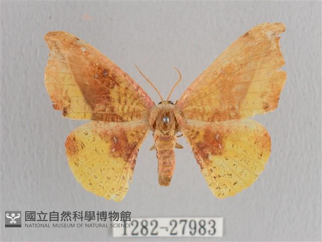 接骨木帶鉤蛾藏品圖，第1張