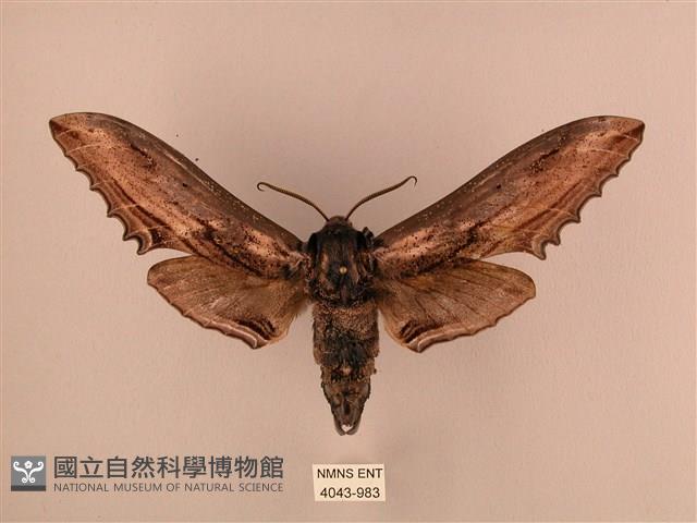臺灣鋸翅天蛾藏品圖，第1張