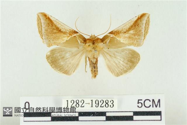 印華波紋蛾藏品圖，第1張