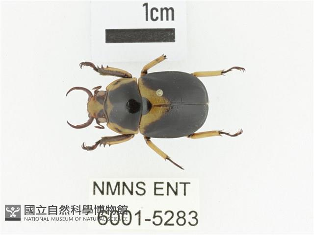 臺灣鍬形金龜藏品圖，第1張